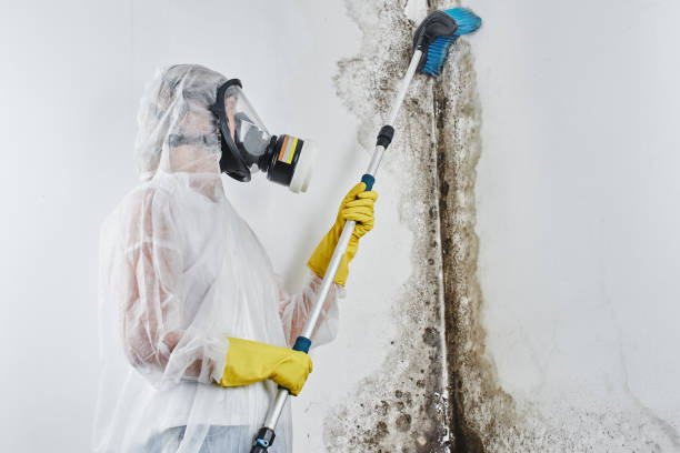 Best Mold Remediation for Specific Building Types in Liberty, UT