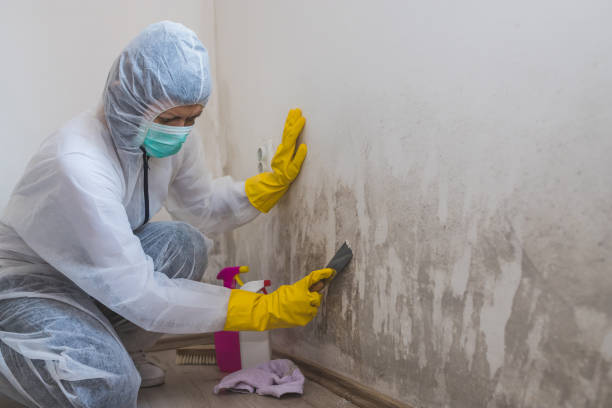 Best Residential Mold Remediation in Liberty, UT