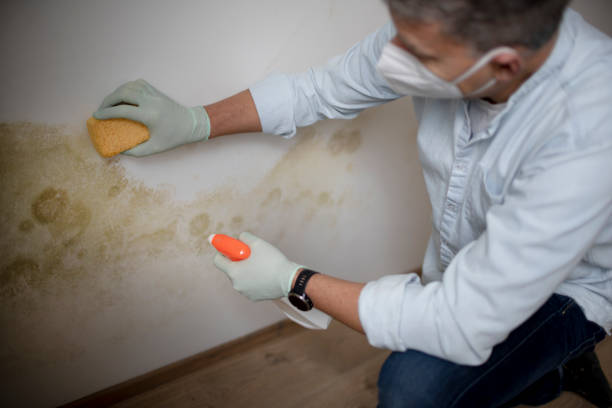 Best Kitchen Mold Remediation in Liberty, UT