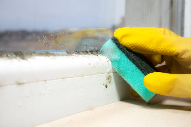 Best Insurance-Related Mold Remediation in Liberty, UT