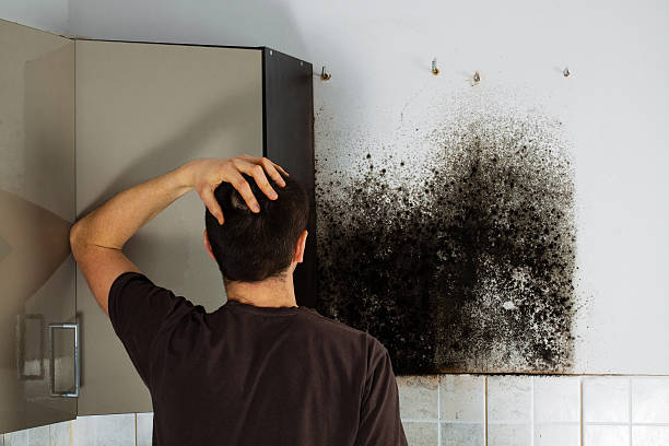 Best Localized Mold Remediation (e.g., coastal areas, humid climates) in Liberty, UT