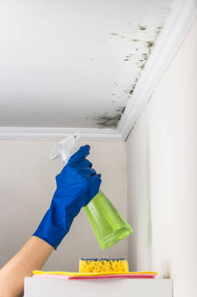 Best Black Mold Remediation in Liberty, UT